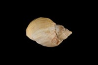 藏品(峨螺)的圖片